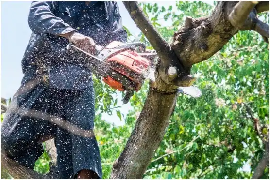 tree services Jay